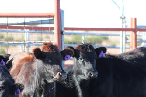 joycesarah mccabe | dispa tch record Culling cattle is never a simple task, but it is a necessary part of maintaining herd health and increasing profitability.