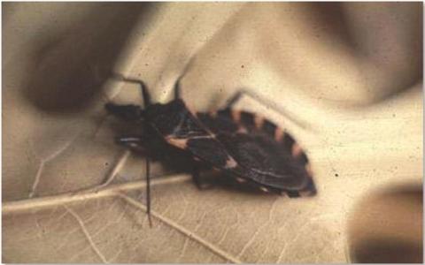 Research from Texas A&amp;M University indicates 24 kissing bugs have been identified in Lampasas County over the last two years. The adult bugs are nocturnal and are most active during the warmer months. COURTESY PHOTO | TEXAS PARKS AND WILDLIFE DEPARTMENT