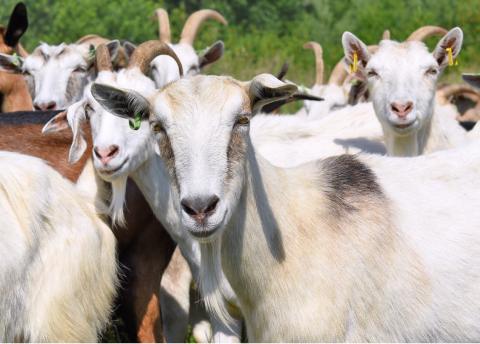 Goat and sheep production have been a long-standing tradition in Central Texas. joycesarah mccabe | dispatch record