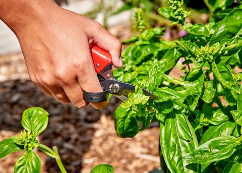 This gardener is using an Ergocut deadheader in the garden. courtesy photo | corona tools