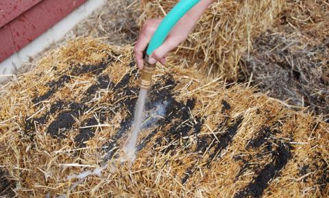 The straw bale gardening technique begins with the conditioning process, which is done to start the inside of the straw bale composting so it can support plant growth. MELINDAMYERS.COM | COURTESY PHOTO