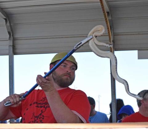 A trained snake-handler places a rattlesnake into a holding container during the measurement and weighing process at a previous Diamondback Jubilee festival. fiile photo | dispatch record