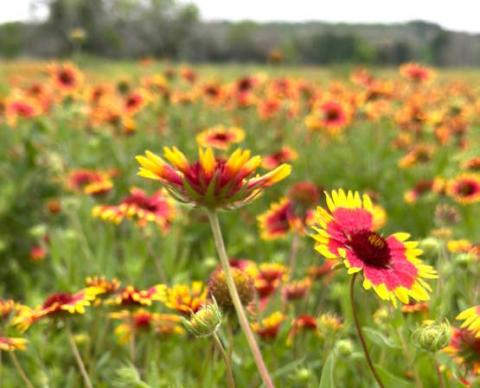 The bluebonnets might be gone, but the wildflower season continues on strong. joycesarah mccabe | dispatch record