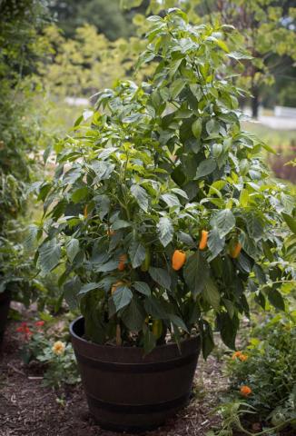Peppers can be grown in container gardens or the ground. COURTESY PHOTO | ALL-AMERICA SELECTIONS