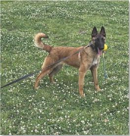 The Lampasas County Sheriff’s Office K-9 dog, Blazer, will undergo training with Deputy Justin Wilson beginning in September. COURTESY PHOTO