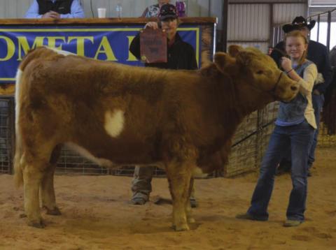 MASON HINES | DISPATCH RECORD Selie Hodge showed the grand champion heifer at the Lometa FFA Livestock Show last Saturday.