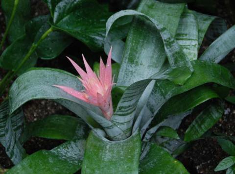 Bromeliads are long bloomers with unique tropical flowers. COURTESY PHOTO | WWW.MELINDAMYERS.COM