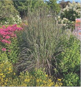 Blackhawks big bluestem grass is surrounded by garden phlox, Agastache, coreopsis and panicle hydrangea. COURTESY PHOTO | MELINDAMYERS.COM