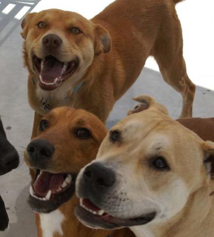 A trained dog is a happy dog, Lampasas Animal Shelter officials said. Training demos are open to the public on Saturday at Lampasas Animal Shelter. courtesy photo