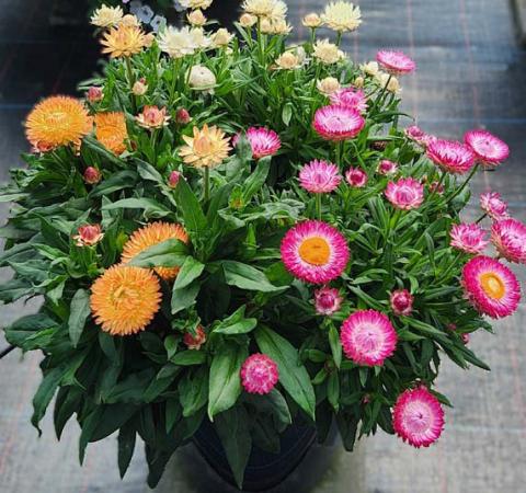 Peachy Keen, Pink and White Granvia strawflowers combine nicely, creating a colorful container garden. courtesy photo | Suntory Flowers