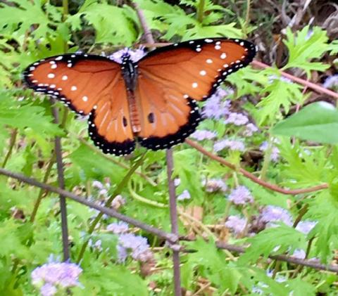 Butterflies have long been symbolic of change and newness. Joycesarah McCabe | Dispatch Record