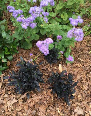 Leaf mulch conserves moisture, reduces the risk of erosion and compaction, suppresses weeds, and improves the soil as it decomposes. courtesy photo | melindamyers.com