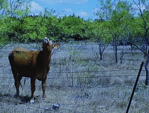This photo of a curious bovine has been altered to illustrate what the early eclipse phase might look like April 8 to ranch animals in Lampasas County as the moon makes its way to cover the sun. Eclipse viewers have described the sunlight as taking on a “silvery” hue. Animal researchers say the midday eclipse can cause confusion and unusual behavior in some animals. NEWS GRAPHIC