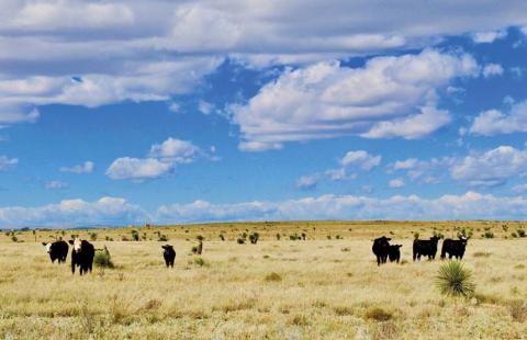 Farmers and ranchers work year-round to provide food and products for a growing world population. They care for their livestock and are committed to protecting the land that makes American agriculture possible. Joycesarah McCabe | Dispatch Record