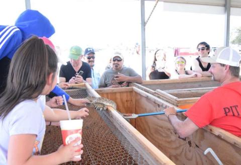 Stephen Hamilton, at left, a member of the Diamondback Jubilee pit crew, holds a rattlesnake up for onlookers to see during the counting and measuring of snakes on Saturday. ALEXANDRIA RANDOLPH | DISPATCH RECORD