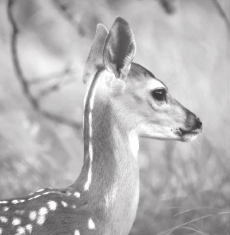 Brand-new baby fawns are out and about this time of year. FILE PHOTO