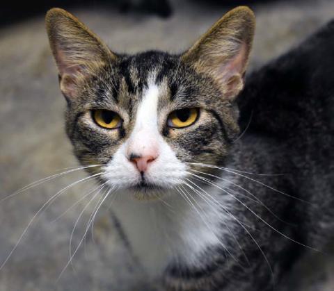Mr. Whiskers is one of the cats that is up for adoption at the Lampasas Animal Shelter. A population of feral cats can be a challenge for a community due to high rates of reproduction. JOSEPH NEUENSCHWANDER | LAMPASAS DISPATCH RECORD