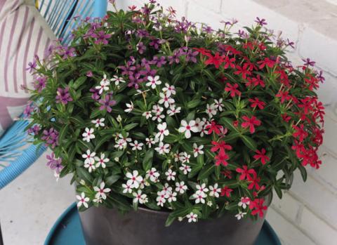 This container garden is planted with the Lady Liberty Mix of Soiree Kawaii vincas. COURTESY PHOTO | SUNTORY FLOWERS