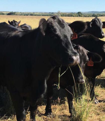 Regenerative agriculture aims to improve the long-term health of soil and farmland, often with an emphasis on biodiversity and erosion mitigation. file photo