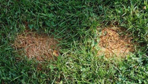 Fall is a good time to improve the health and appearance of a stressed lawn. COURTESY PHOTO | MELINDAMYERS.COM