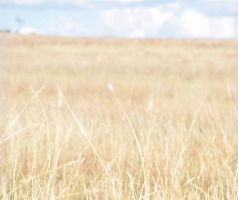 Expansive ranch and farm properties like the one in southern Lampasas County where this field resides could become subject to increased estate taxation when IRS exemptions expire in 2025. alexandria randolph | dispatch record