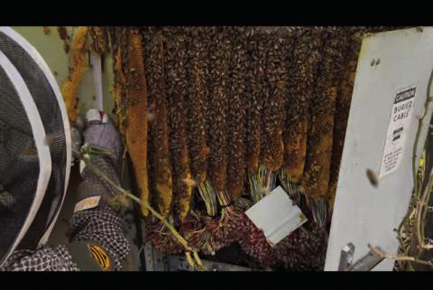 COURTESY PHOTO | LUCY MCCARVILLE A bee colony had completely taken over this water heater cavity -- a situation that prompted Lucy McCarville to become a bee relocator. She now has five established hives she is managing after she acquired them through removal.