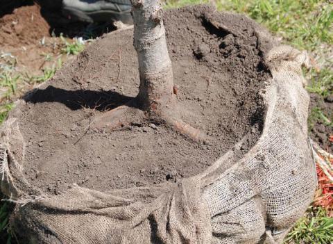 Plant trees this fall for decades of benefits