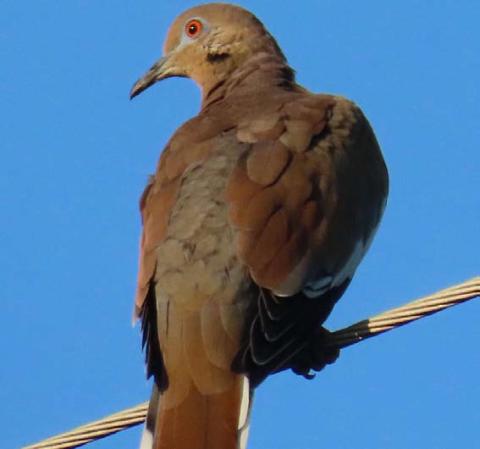 Dove season continues through Jan. 14 in Texas Parks and Wildlife Department’s Central Zone, which includes Lampasas County. KAYE MCDANIEL | COURTESY PHOTO