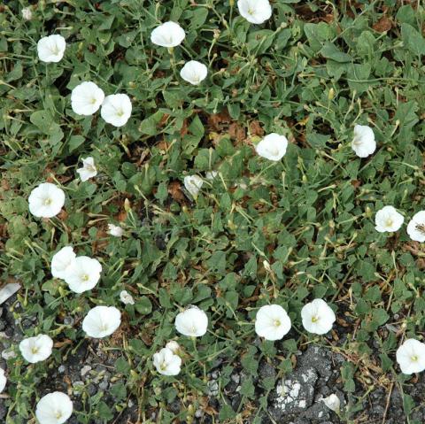 Persistence is the key to success when battling bindweed. courtesy photo | melindamyers.com