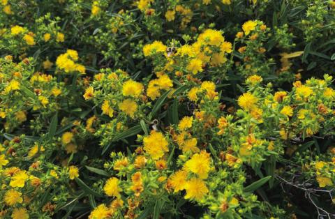 Kalm’s St. John’s Wort is a bee-friendly shrub. COURTESY PHOTO | MELINDAMYERS.COM