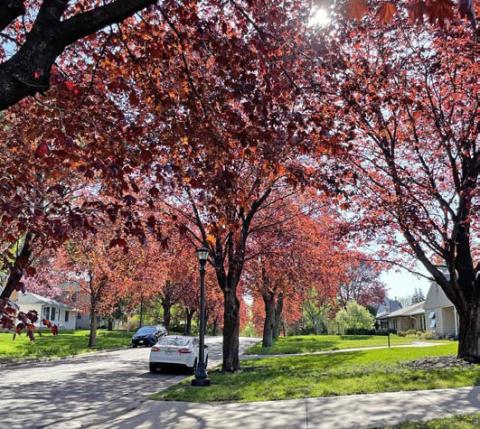 These Norway maples provide shade and cool the yards, sidewalk and street. Consult with the Extension Service for tree selections that work in your area. COURTESY PHOTO | MELINDAMYERS.COM
