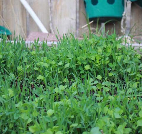 Fall-planted cover crops protect the soil from erosion over winter, reduce stormwater runoff and reduce weeds. COURTESY PHOTO | TRUE LEAF MARKET
