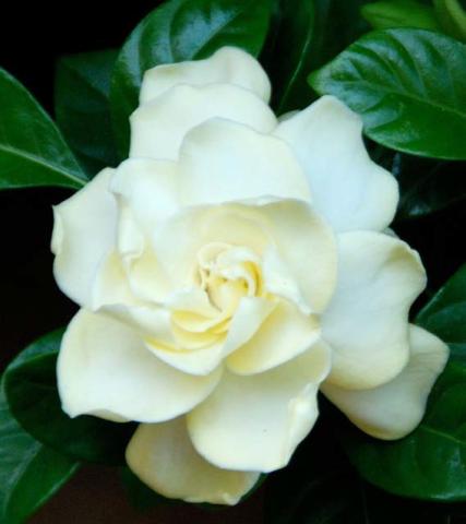 Fragrant plants, like gardenias, add beauty indoors, boost mood and promote relaxation. courtesy photo | melindamyers.com