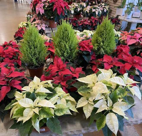 Lemon cypress trees add interest and texture to this poinsettia display. courtesy photo | melindamyers.com