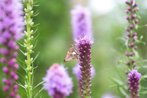 COURTESY PHOTO | LONGFIELD-GARDENS.COM North American native Blazing Star (Liatris spicata) provides nectar for a variety of butterflies.