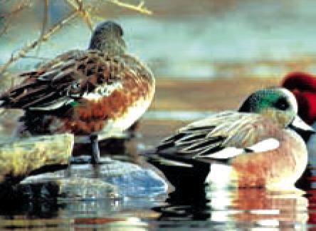 Migratory waterfowl and other waterbirds are a natural reservoir for highly pathogenic avian influenza, which has been detected in all 50 states and Puerto Rico. COURTESY PHOTO | TEXAS PARKS AND WILDLIFE