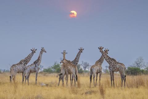 A tower of giraffes looks on as the sun begins to set. This is one of the many photographs Andy Fish captured on his recent trip to Botswana. ANDY FISH | COURTESY PHOTO