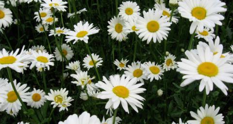 Lay flat-faced flowers, like these Shasta daisies, face down on a flat surface to dry. COURTESY PHOTO | MELINDAMYERS.COM