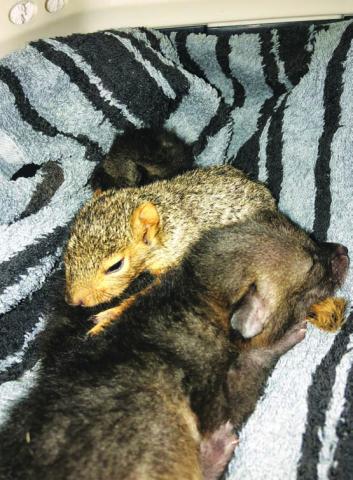 A baby squirrel and pup huddle together on a blanket COURTESY PHOT0