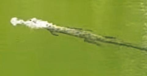 This photo was posted on Facebook by a Kempner-area resident who recently spotted an alligator in the Lampasas River. SCREENSHOT | BOBBY EVANS FACEBOOK