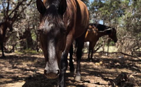 This image submitted by Guide to Lampasas photo contest winner Cyndee Taresh shows horses roaming in an alley of cedar trees. CYNDEE TARESH |COURTESY PHOT0