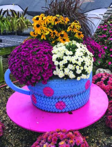 Chrysanthemums add seasonal color to the fall landscape. COURTESY PHOTO | MELINDAMYERS.COM