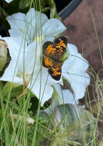 A pearl crescent butterfly sits on a firefly petunia. courtesy photo | melindamyers.com