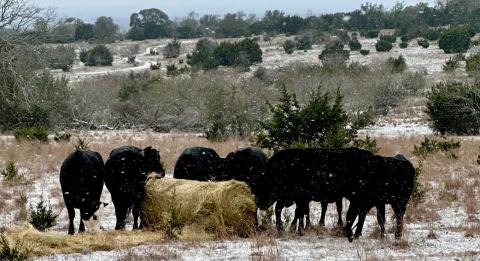 Cattle converge on the hay bales as they stand in this snow-dusted field in January 2024 -- the last time Lampasas recorded snow across the county. Ranchers will need to ensure their animals have access to food and water this weekend, as frigid temperatures are expected to hover across the area for several days. FILE PHOTO