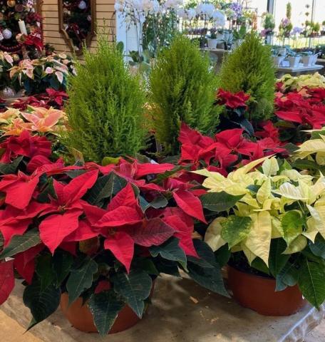 Lemon cypress trees surrounded by poinsettias create a festive holiday display. COURTESY PHOTO | WWW.MELINDAMYERS.COM