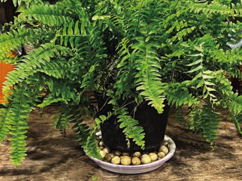 A fern set upon rocks in a tray minimizes the chance of root rot and increases humidity around the plant. COURTESY PHOTO | MELINDAMYERS.COM