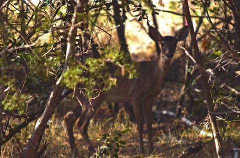 A gangly doe shelters in low cedar brush. Chronic Wasting Disease has a long incubation period, meaning that symptoms may not be visible in deer for up to a year. ALEXANDRIA RANDOLPH| DISPATCH RECORD