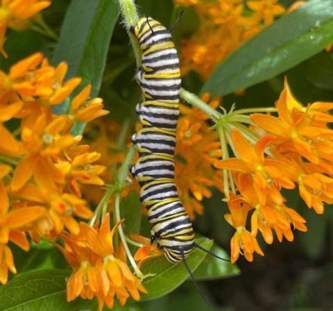 This Monarch caterpillar rests on an Asclepias tuberosa plant. courtesy photo | melindamyers.com
