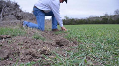 Feral hogs leave evidence of their presence. The most noticeable sign, as photographed at rancher Mickey Edwards’ land Monday, is the damage caused by wild pigs’ destructive rooting behavior. MONIQUE BRAND | DISPATCH RECORD