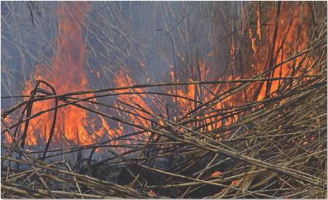 Flames burn giant reed, an invasive plant in Lampasas County, along Sulphur Creek on Thursday morning. Forward Lampasas has helped lead efforts to clean up Sulphur Creek for residents and visitors to enjoy. ERICK MITCHELL | DISPATCH RECORD